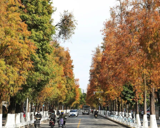冬日醉美落羽杉！茂名这些地方美成油画