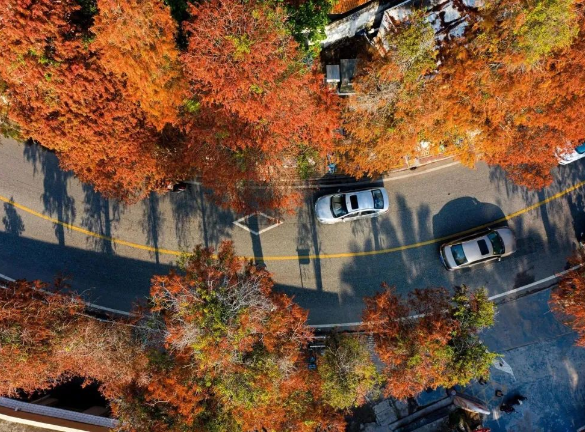 过新年，换新装，快来看看它们的“新衣”吧